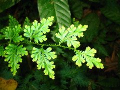 Selaginella willdenowii