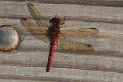Sympetrum vicinum