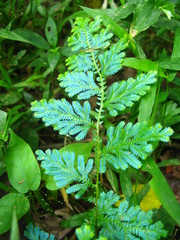Selaginella willdenowii