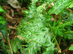 Selaginella willdenowii