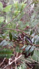 Veronica diosmifolia