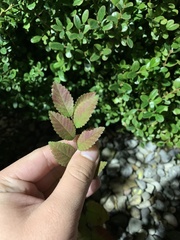 Ulmus parvifolia