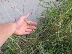 Dichanthium annulatum