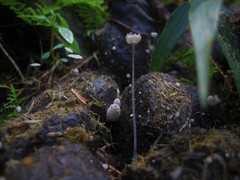 Coprinopsis