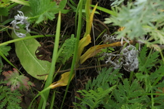 Dactylorhiza sibirica