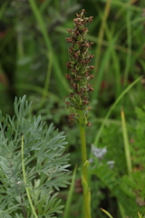 Dactylorhiza sibirica