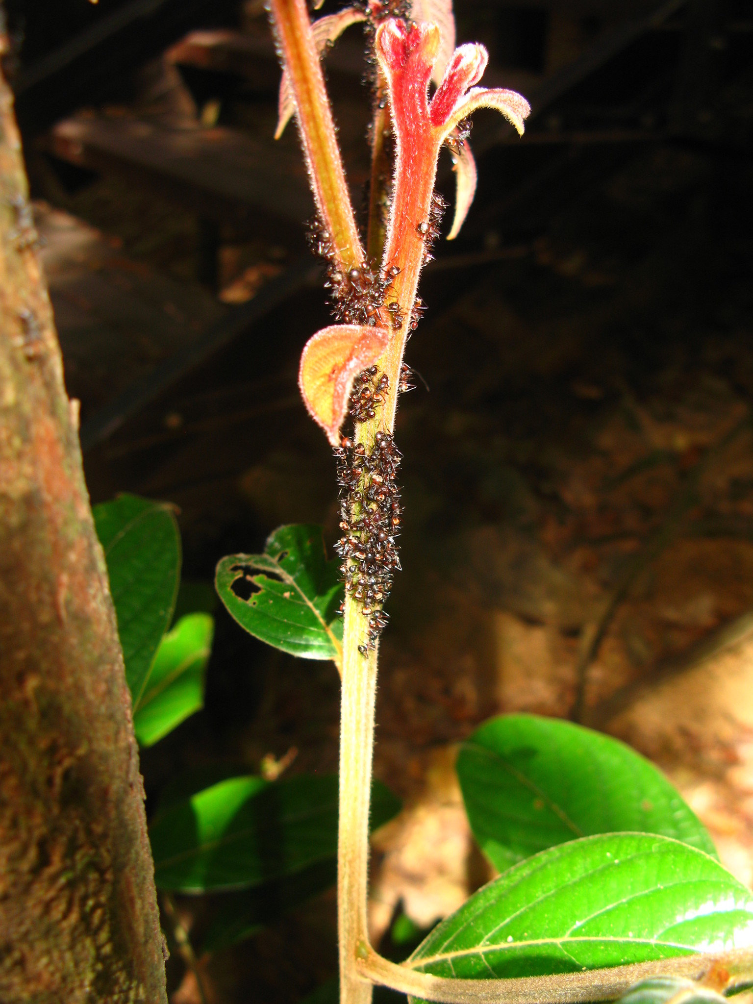 Dolichoderus cuspidatus