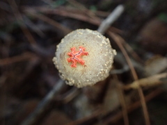 Calostoma ravenelii ravenelii