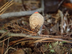 Calostoma ravenelii ravenelii