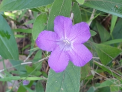 Ruellia squarrosa