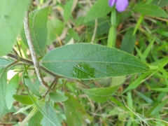 Ruellia squarrosa