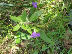 Ruellia squarrosa