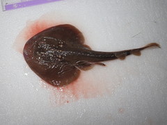 Platyrhina tangi