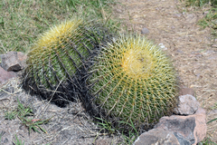 Kroenleinia grusonii