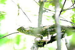 Calotes versicolor