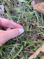 Eremochloa ophiuroides