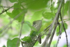 Calotes versicolor