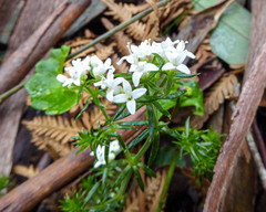 Asperula scoparia