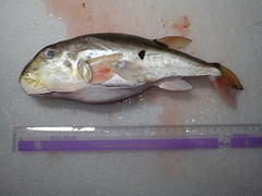 Lagocephalus lunaris