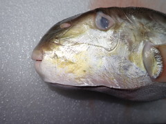 Lagocephalus lunaris