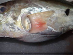 Lagocephalus lunaris