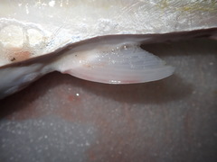 Lagocephalus lunaris