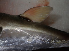 Lagocephalus lunaris