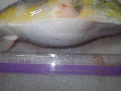 Lagocephalus lunaris