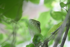 Calotes versicolor