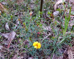 Pultenaea reflexifolia