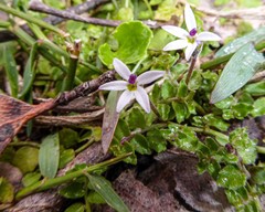 Lobelia pedunculata