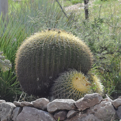 Kroenleinia grusonii