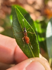 Ischnus inquisitorius