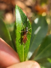 Ischnus inquisitorius