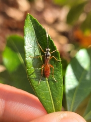 Ischnus inquisitorius