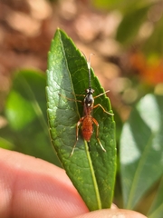 Ischnus inquisitorius