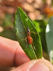 Ischnus inquisitorius