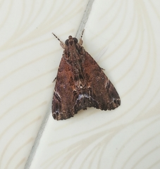 Ercheia