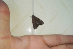 Ercheia