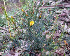 Pultenaea reflexifolia