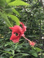 Hibiscus