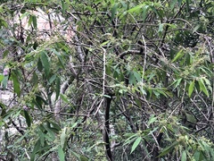 Callicarpa pilosissima