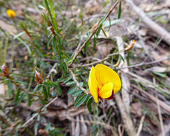 Pultenaea reflexifolia