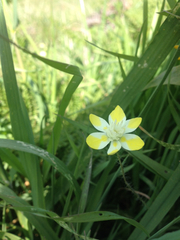 Platystemon californicus