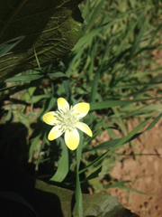 Platystemon californicus