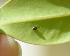 Serangium maculigerum