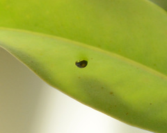 Serangium maculigerum