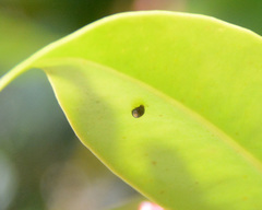 Serangium maculigerum