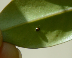 Serangium maculigerum