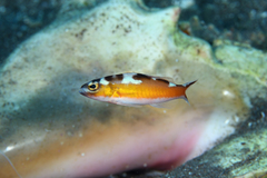 Serranus tabacarius